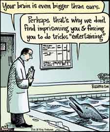 Bizarro dolphin comic